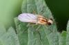 Cordilura albipes